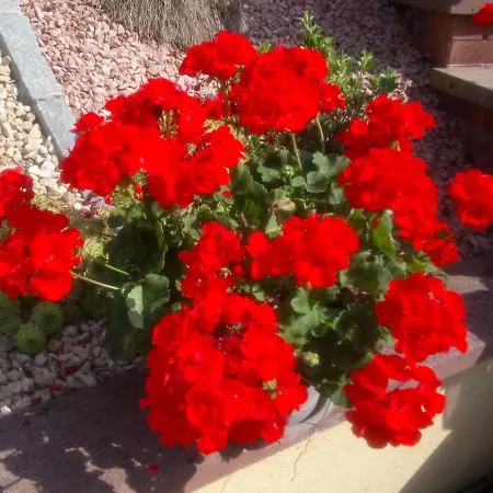 A L Ombre Des Catalpas